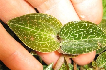 Hybrid Jewel Orchids