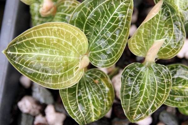 Hybrid Jewel Orchids