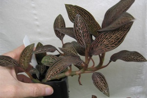 Hybrid Jewel Orchids
