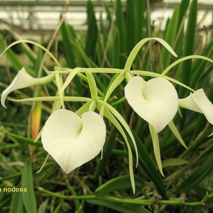 Brassavola