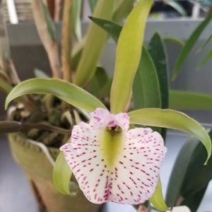 Ctt. Raingreen's Lightning Bu