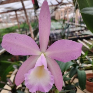 Bc. Nodata x Rlc. Something Special 'Kayla Gross' AM/AOS