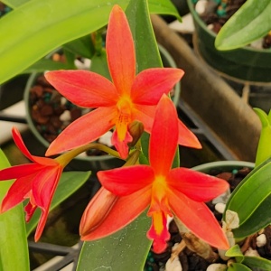C. Brazilian Angel x Gur. aurantiaca 'Mishimo Spots'
