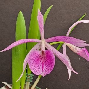 C. Elegans (1879) x B. nodosa