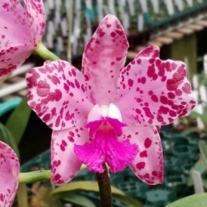 Cattleya