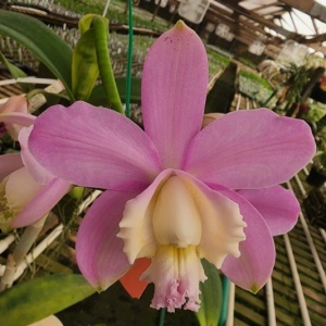 C. harrisoniana 'Volcano Queen' AM/AOS