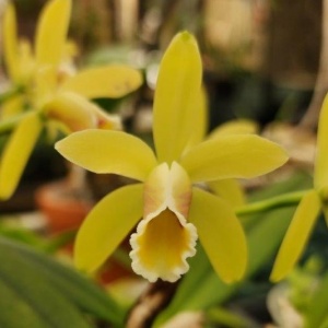 C. luteola