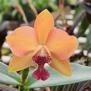 Ctt. Jet's Surprise x Gur. aurantiaca 'Mishimo Spots'