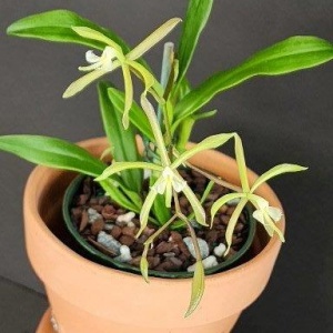Epi. magnoliae x Epi. ciliare