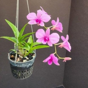 Den. bigibbum var. compactum 'Zeschia Lynn'